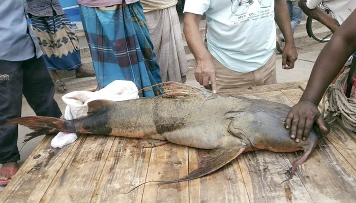 লালপুরের পদ্মা নদীতে ২৯ কেজির বাঘাইড় দেখতে উৎসুক মানুষের ভিড়